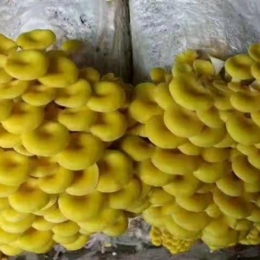 菌棒