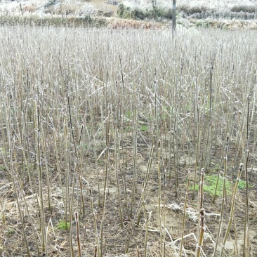 黄柏苗大量供应