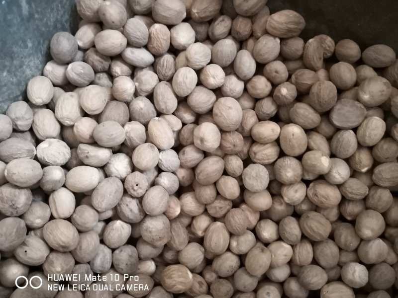 肉豆蔻中药材调料干货2斤起包邮