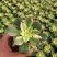 多肉植物1元区