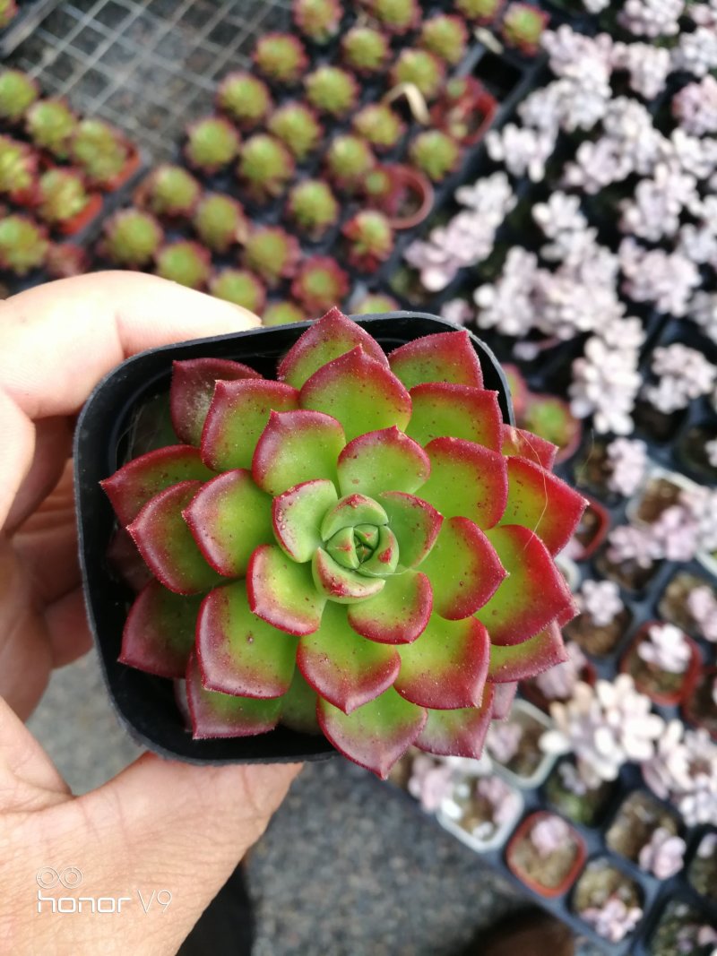 多肉植物1元区