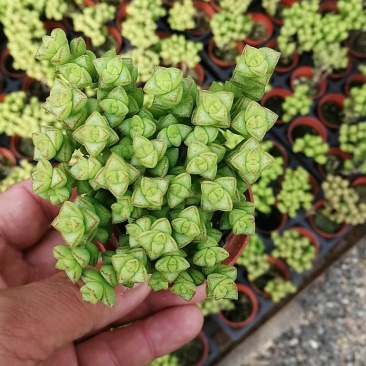 多肉植物1元区