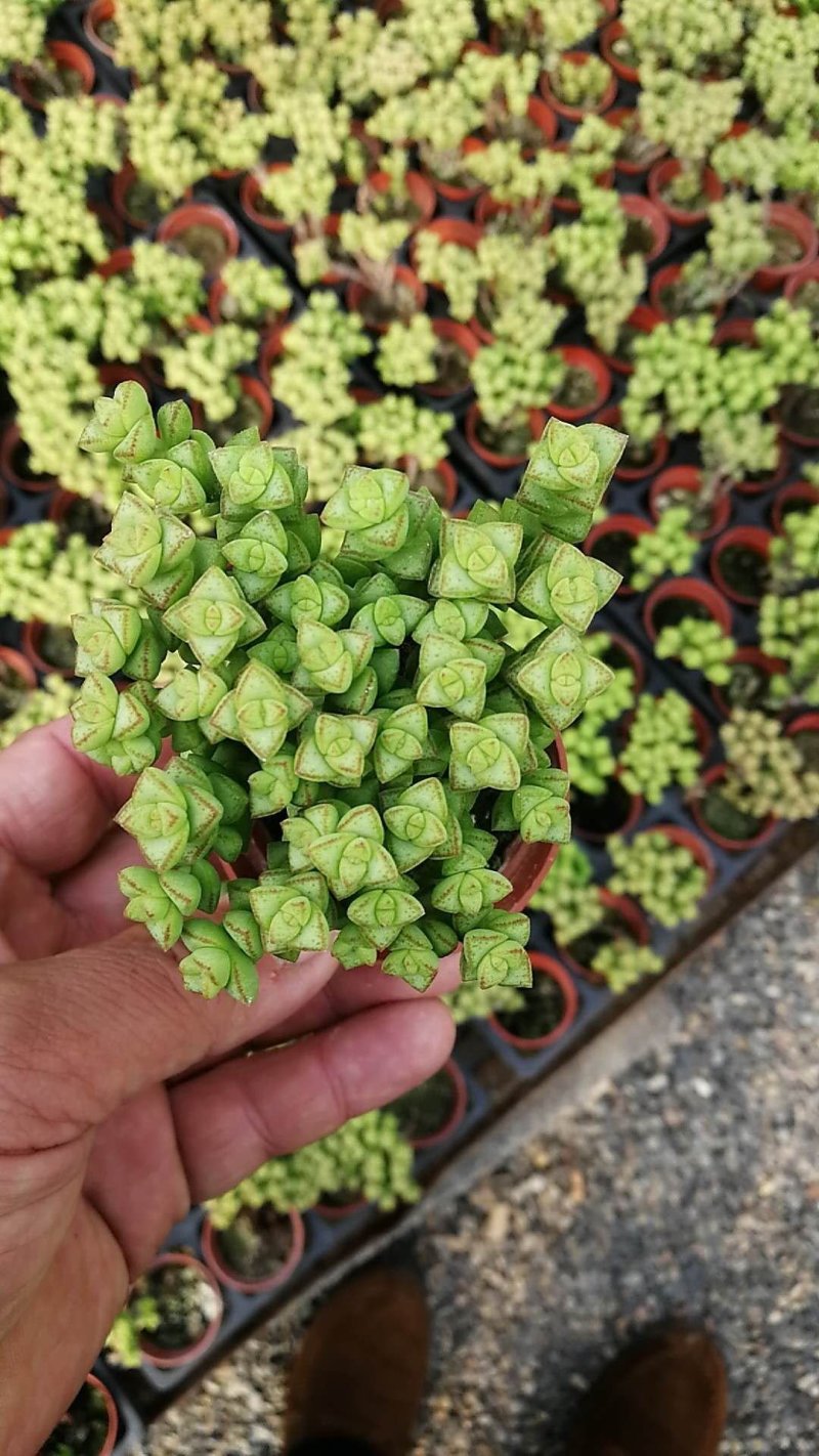 多肉植物1元区