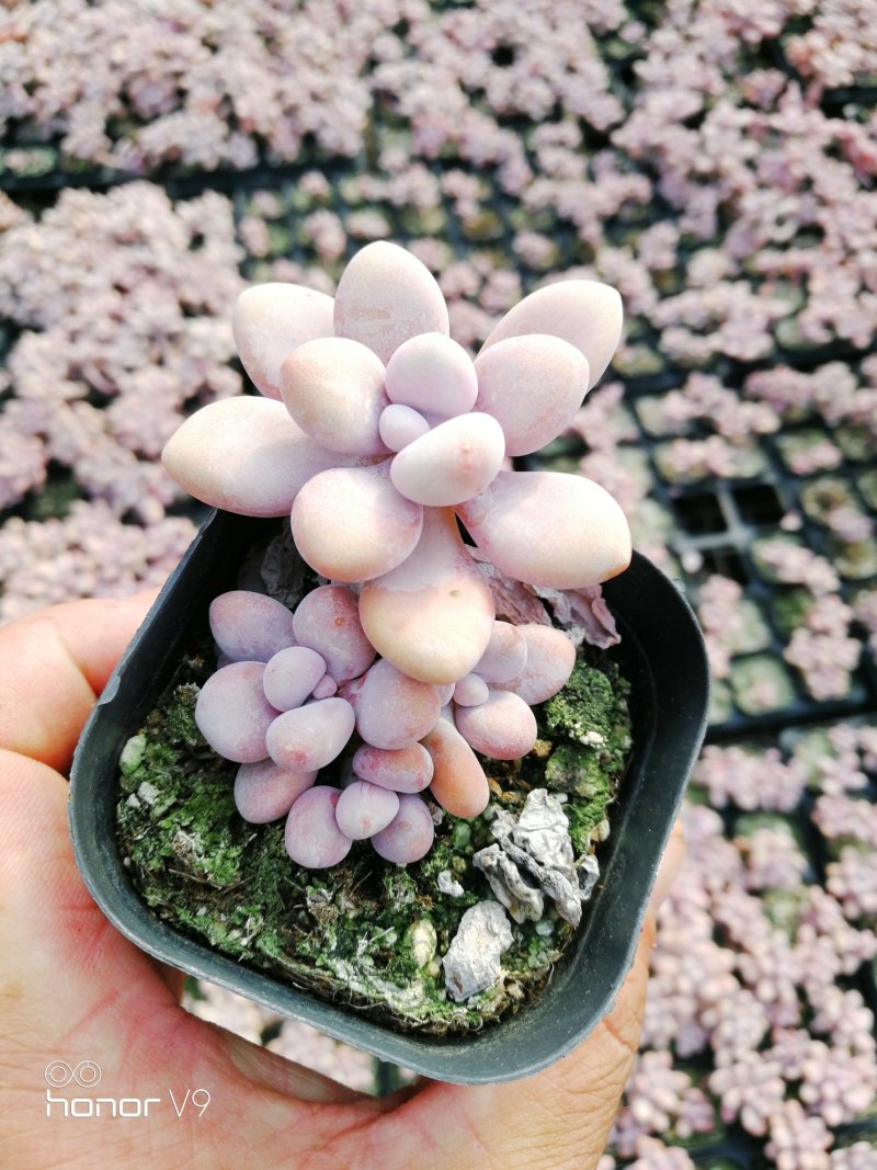 多肉植物1元区