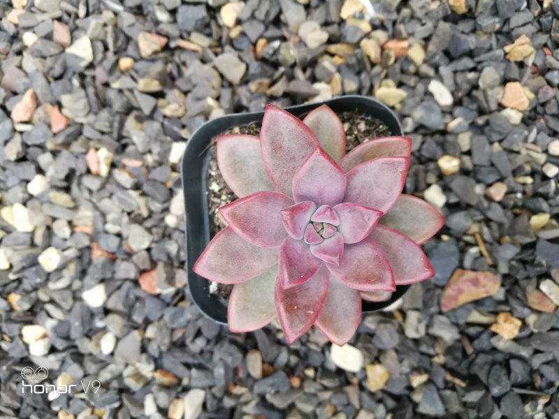 多肉植物1元区