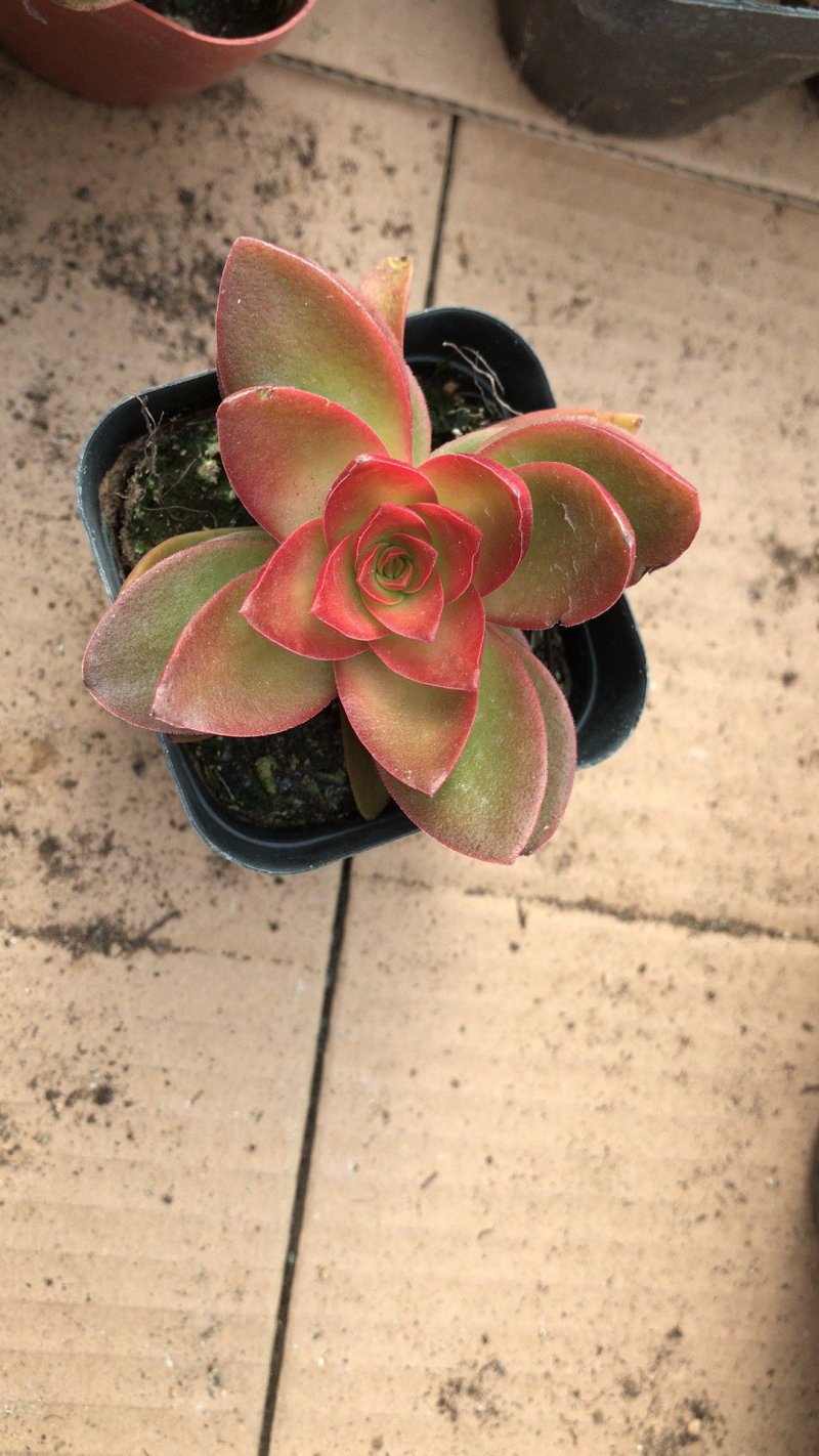 多肉植物1元区