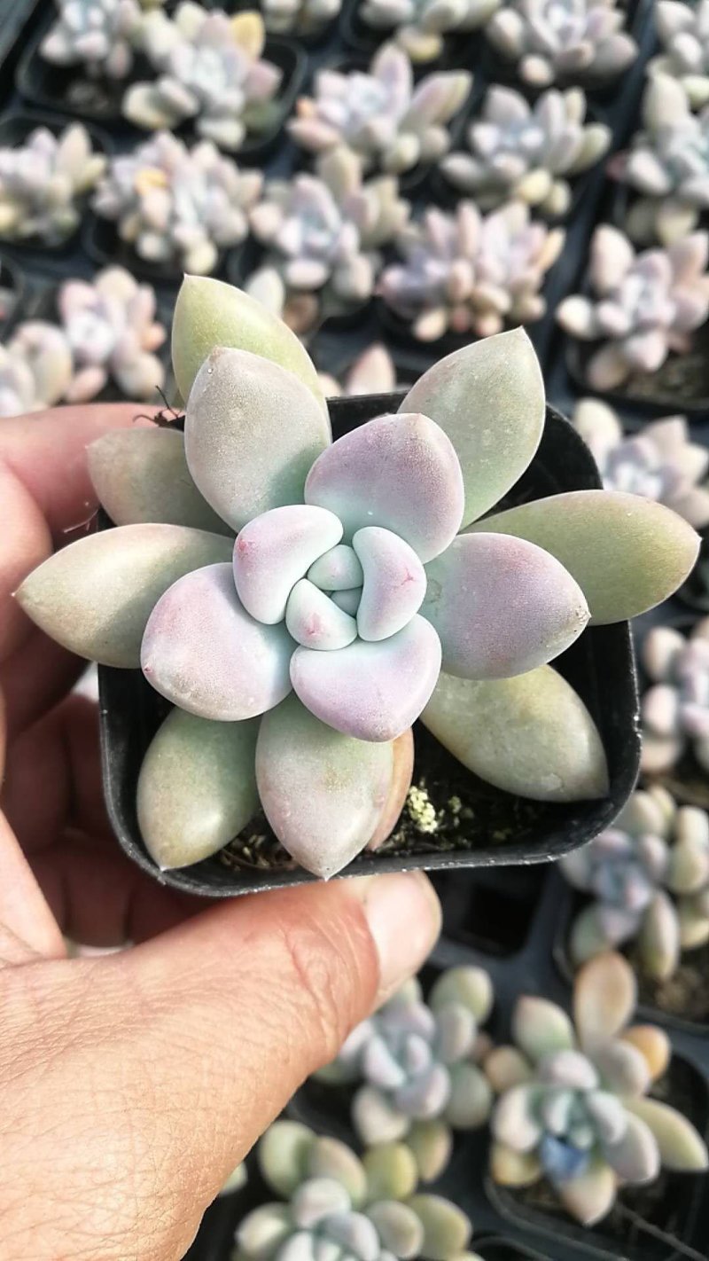 多肉植物1元区