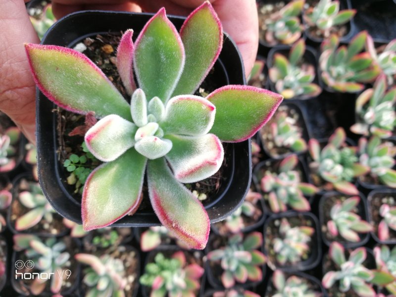 多肉植物1元区