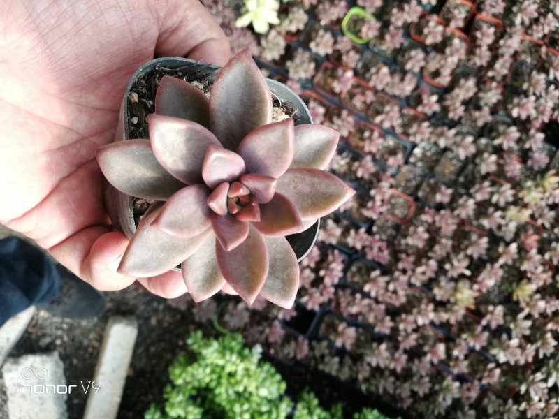 多肉植物1元区
