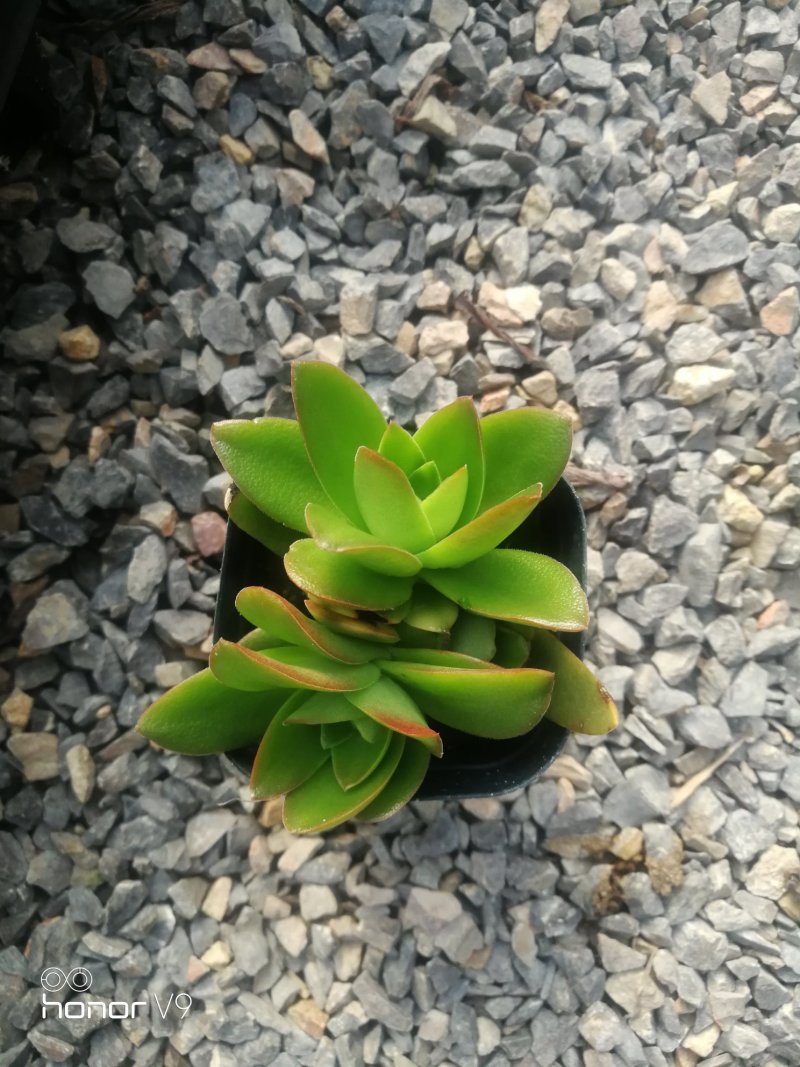 多肉植物1元区