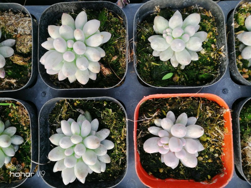 多肉植物1元区