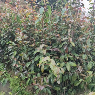 红花大油茶实生苗