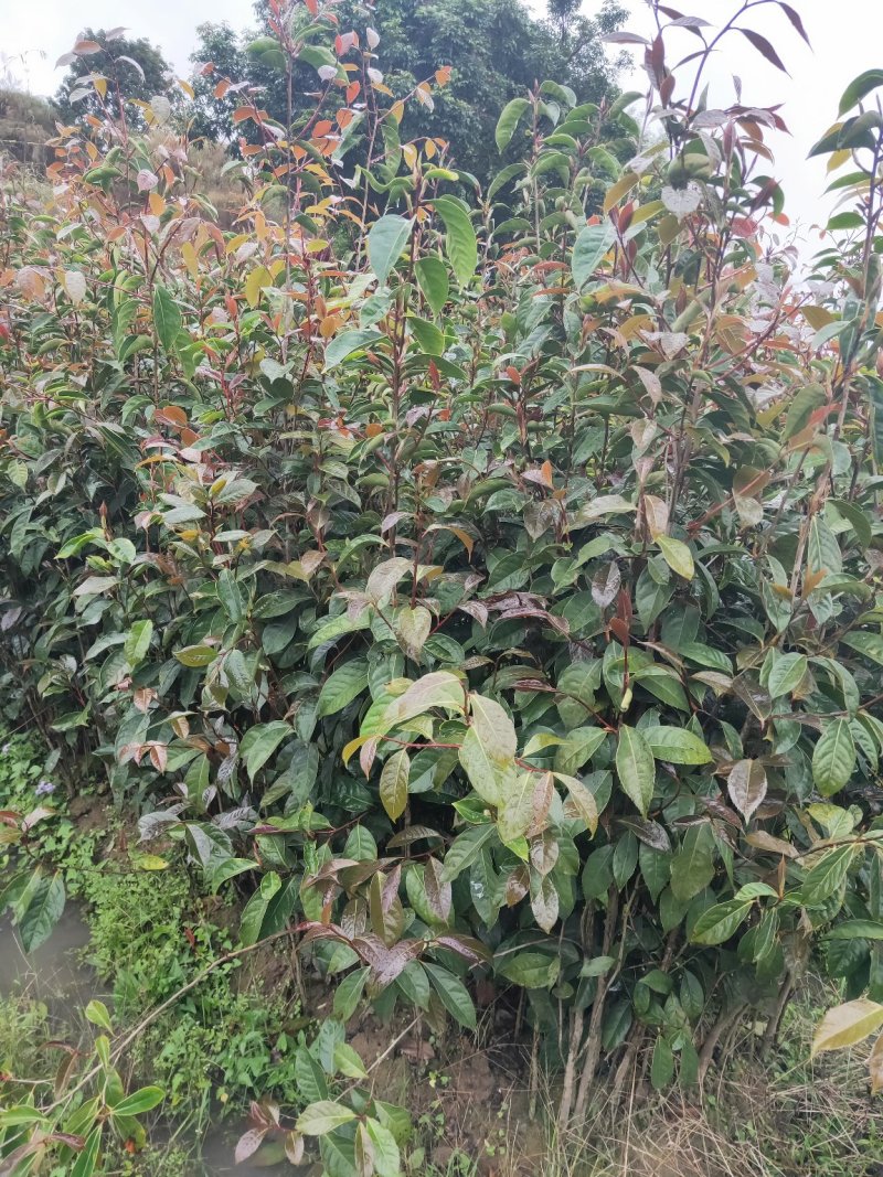 红花大油茶实生苗