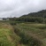 红花大油茶实生苗