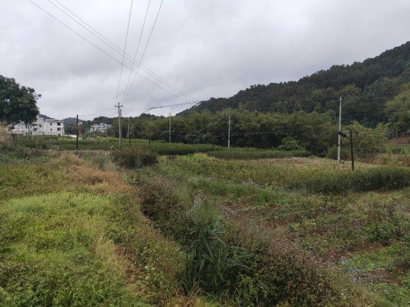 红花大油茶实生苗