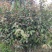 红花大油茶实生苗
