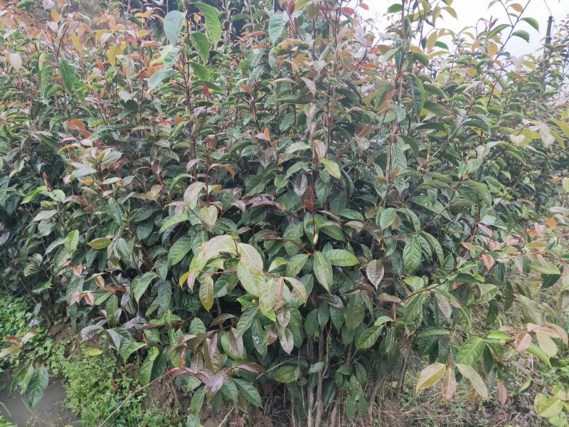 红花大油茶实生苗