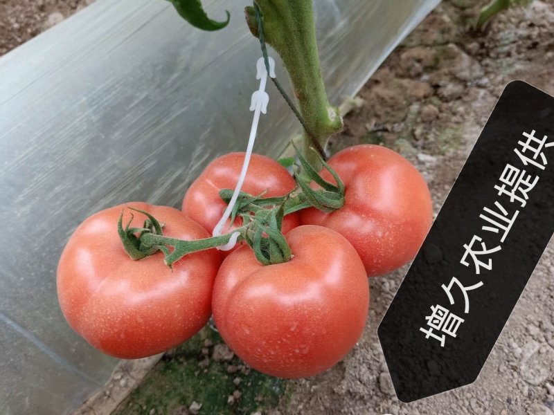 西红柿苗。山东省青州人付增久欢迎你