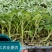 西红柿苗。山东省青州人付增久欢迎你