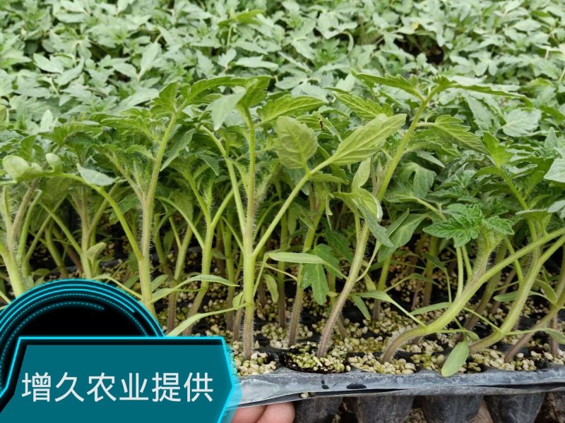 西红柿苗。山东省青州人付增久欢迎你