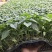 西红柿苗。山东省青州人付增久欢迎你