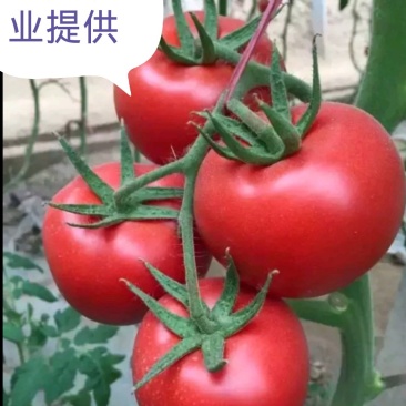 西红柿苗。山东省青州人付增久欢迎你