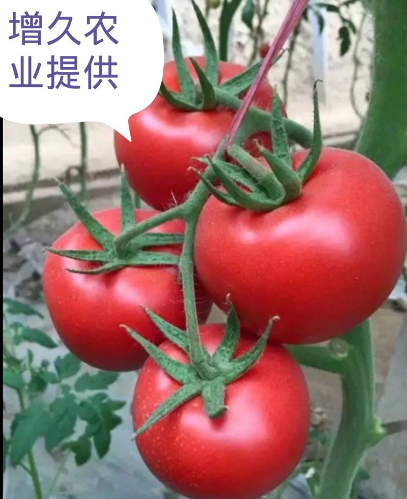 西红柿苗。山东省青州人付增久欢迎你