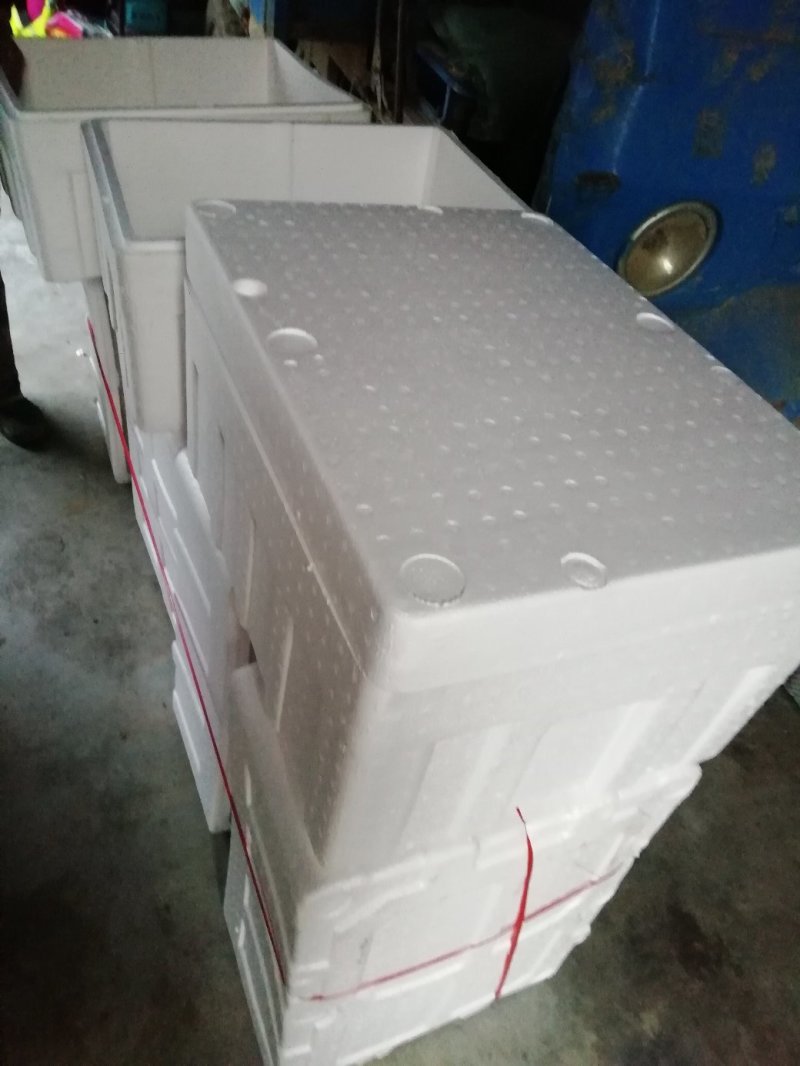 西红柿苗。山东省青州人付增久欢迎你