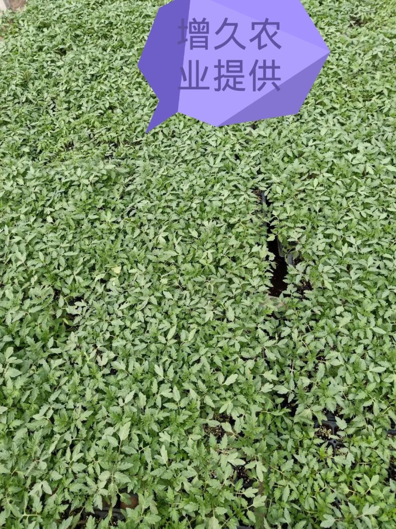 西红柿苗。山东省青州人付增久欢迎你