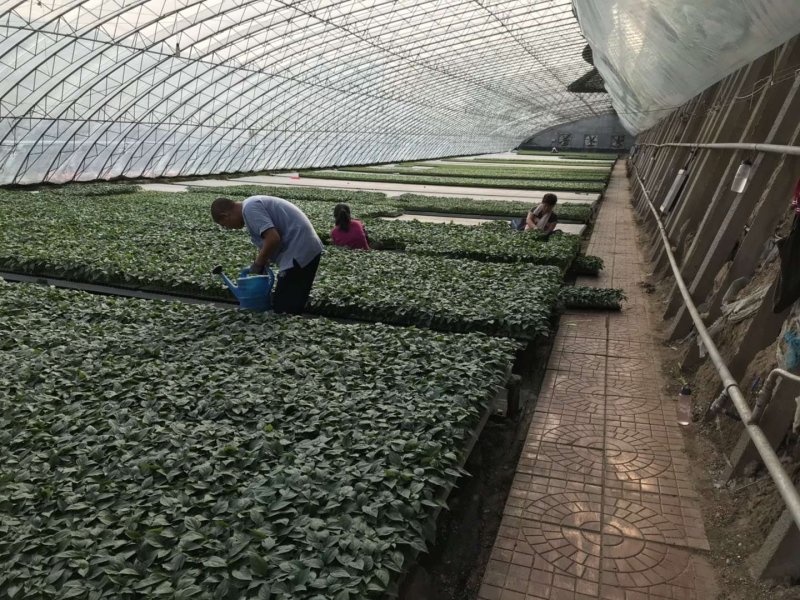 西红柿苗。山东省青州人付增久欢迎你