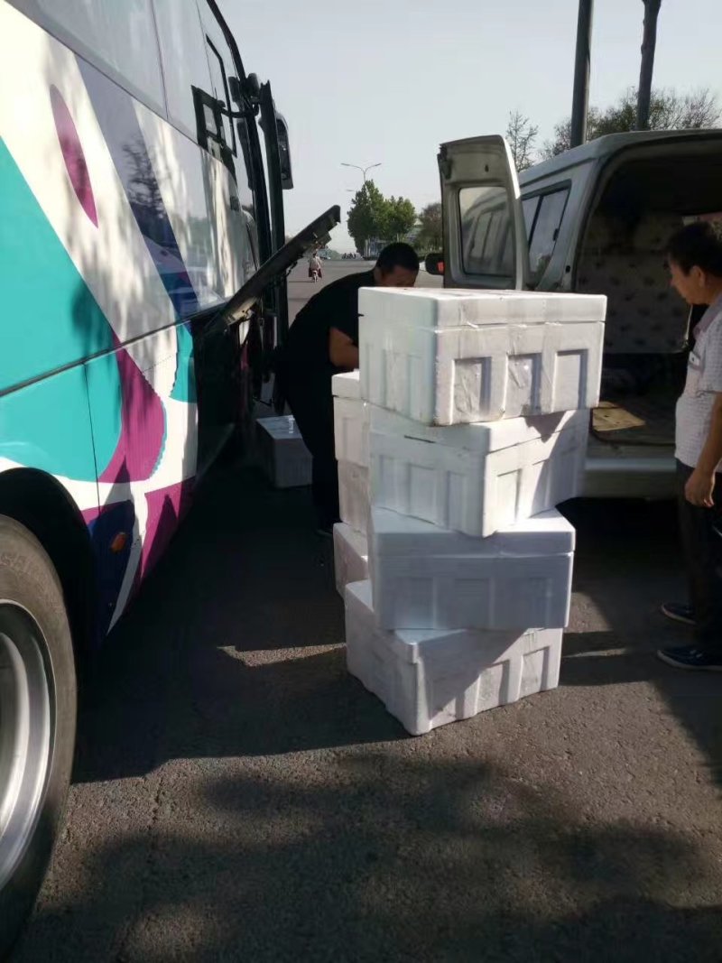 西红柿苗。山东省青州人付增久欢迎你