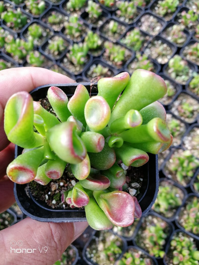 多肉植物2元区
