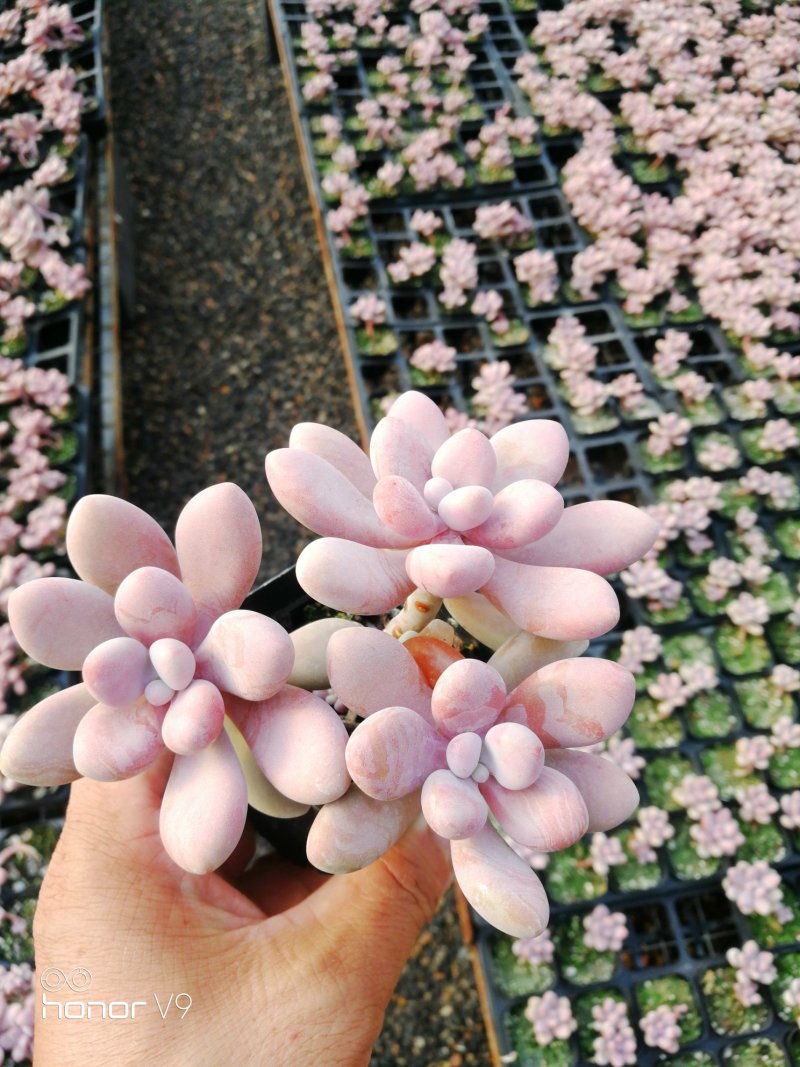 多肉植物2元区