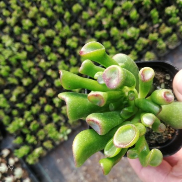 多肉植物2元区