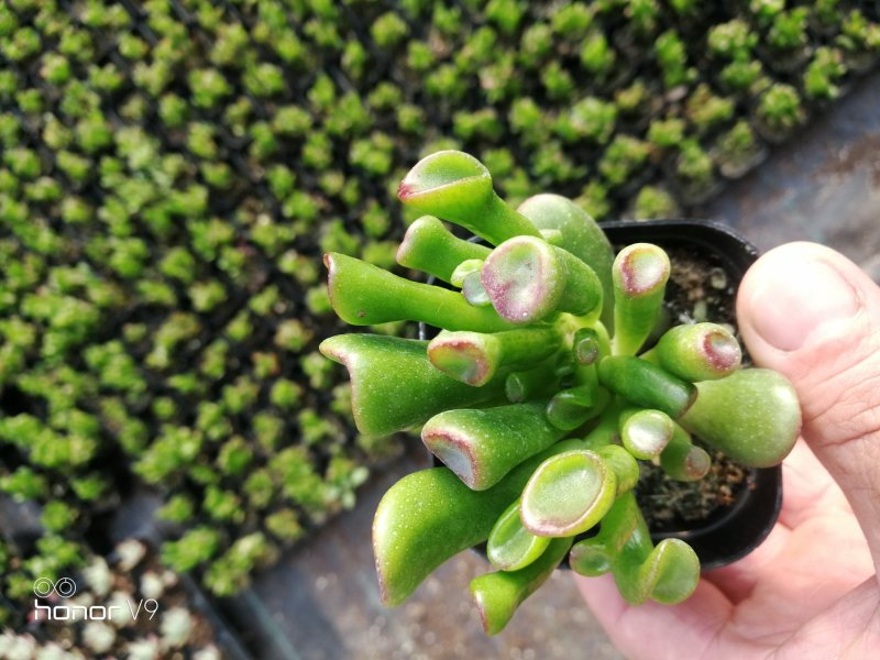 多肉植物2元区