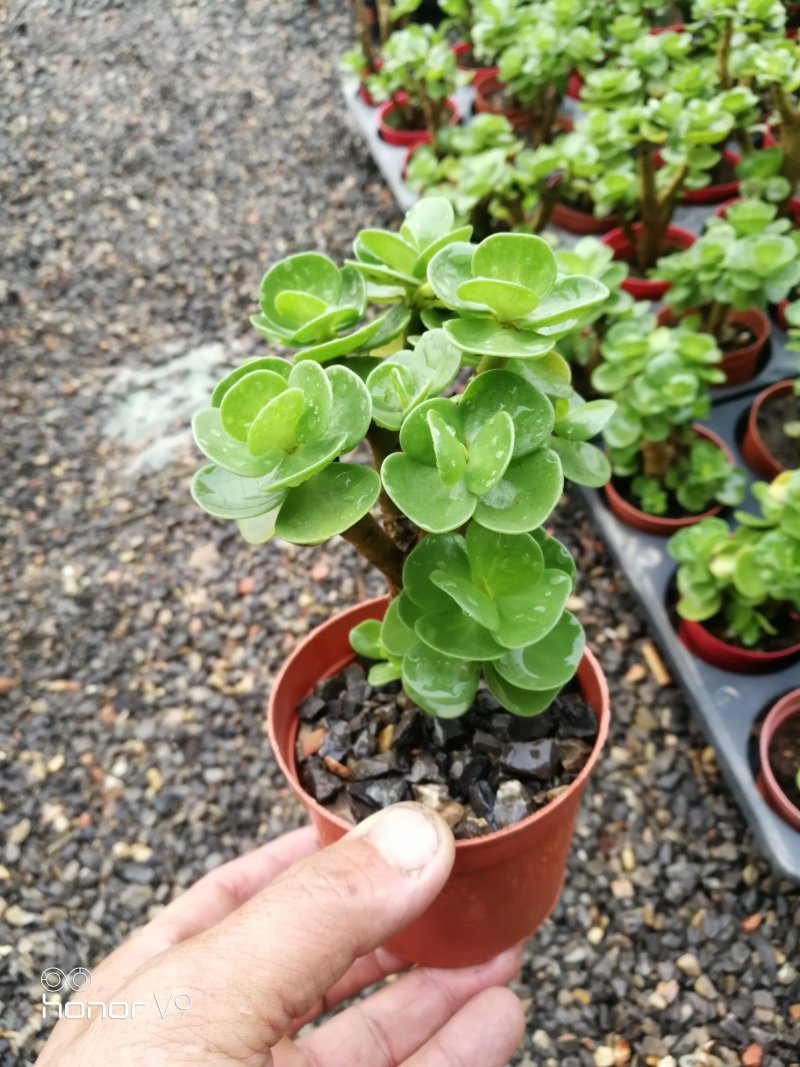 多肉植物2元区