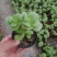 多肉植物2元区