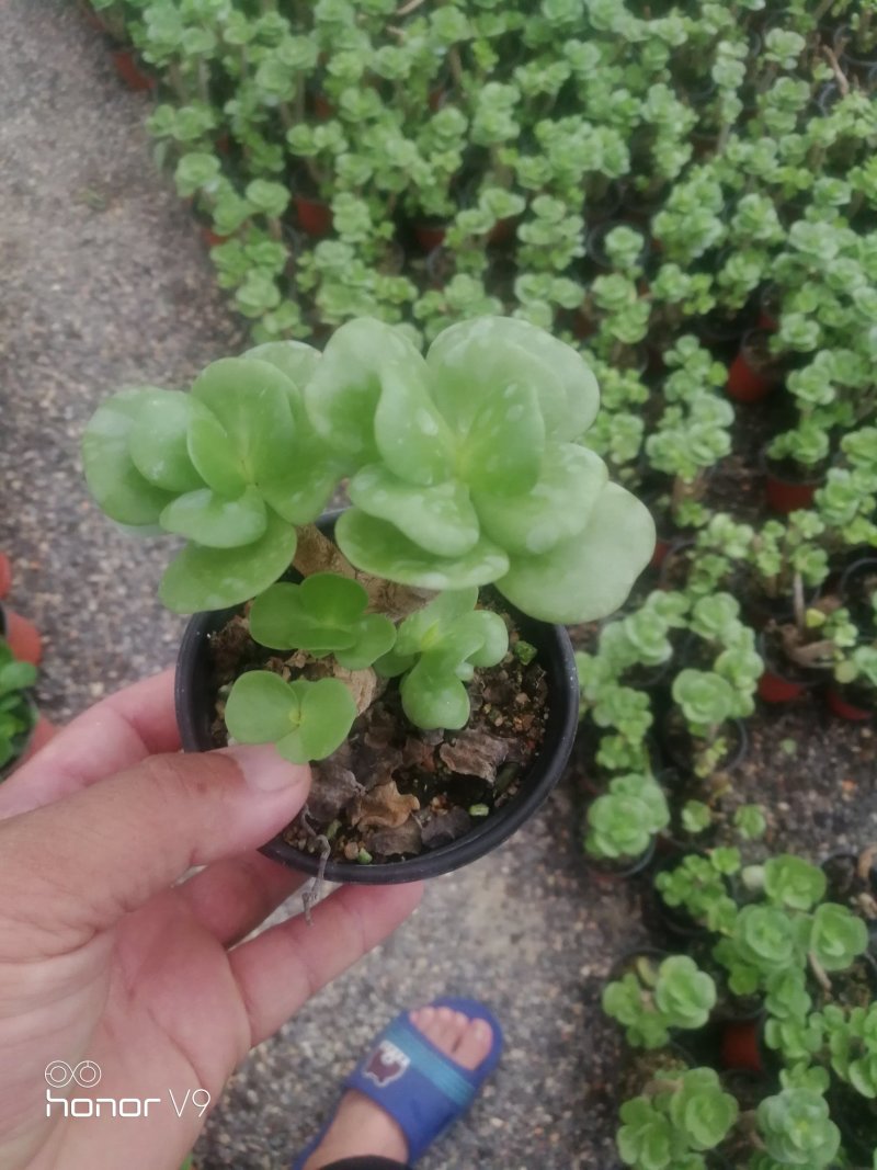 多肉植物2元区
