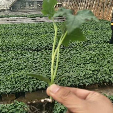 优质寿光产杂交中绿丝瓜种苗种子，产量高抗病强欢迎订购