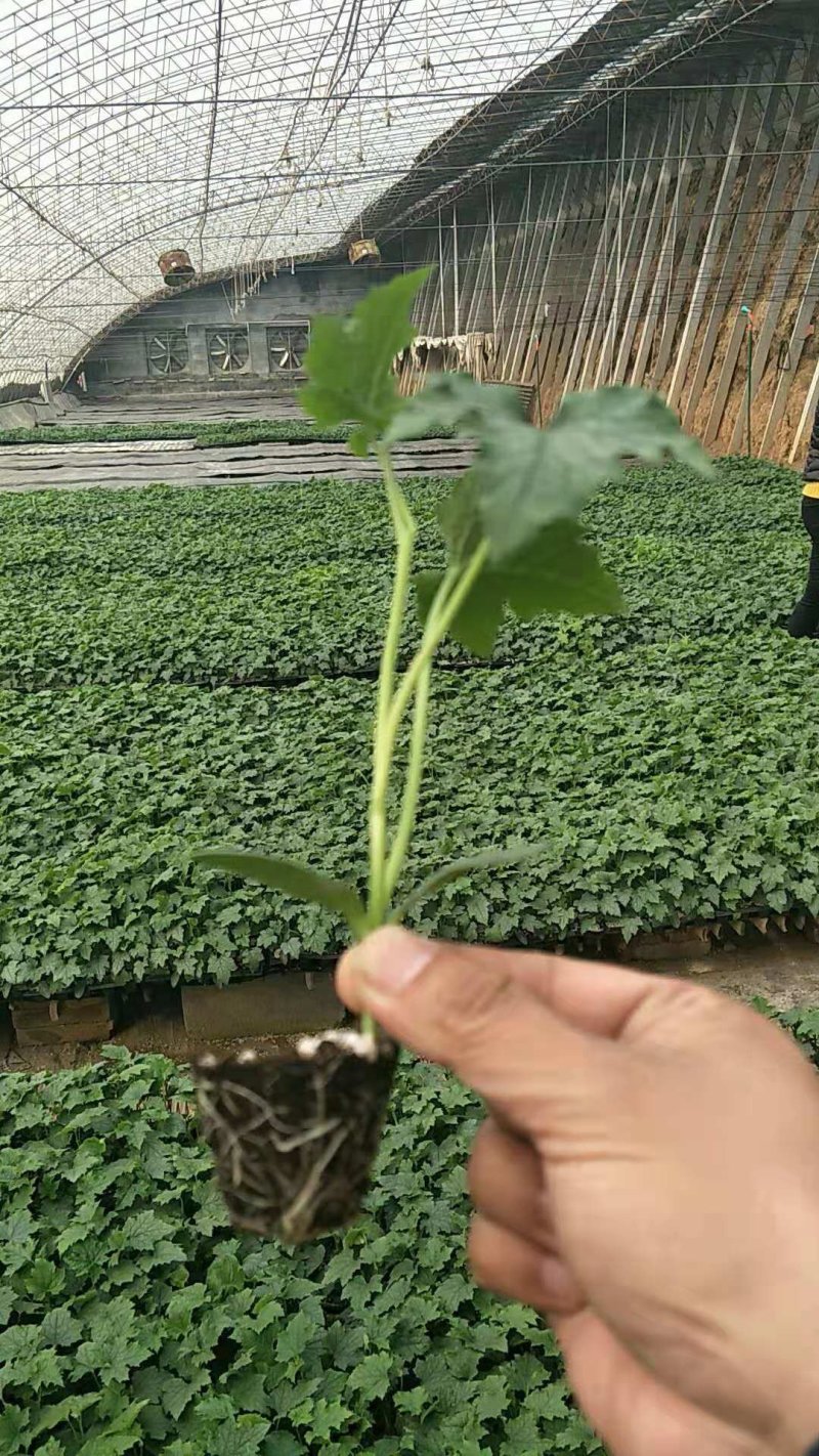 优质寿光产杂交中绿丝瓜种苗种子，产量高抗病强欢迎订购