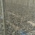 107速生杨树苗，苗木基地农户种植，无病虫害，量大优惠