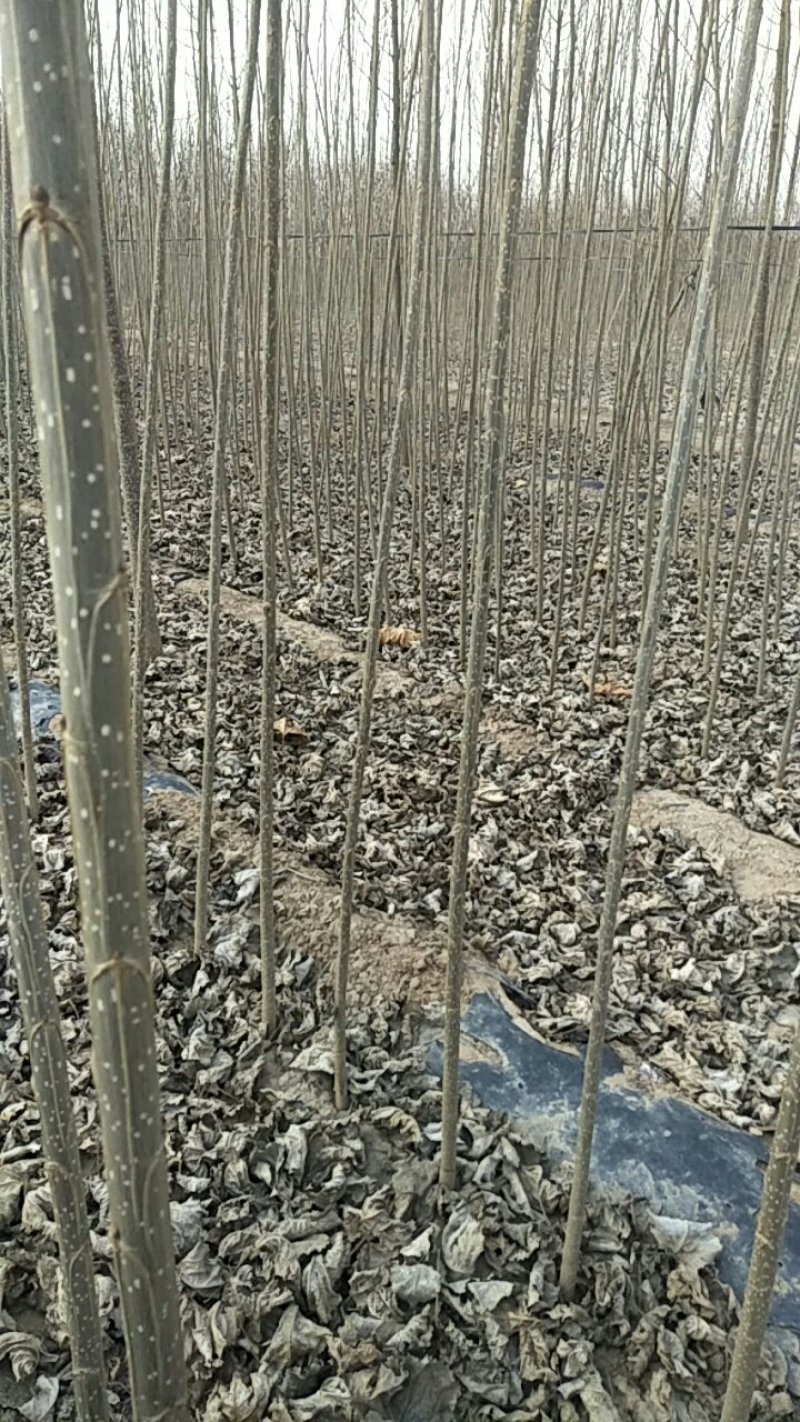 107速生杨树苗，苗木基地农户种植，无病虫害，量大优惠