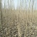 107速生杨树苗，苗木基地农户种植，无病虫害，量大优惠