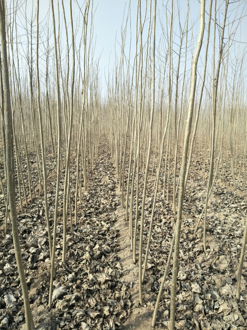 107速生杨树苗，苗木基地农户种植，无病虫害，量大优惠