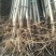 107速生杨树苗，苗木基地农户种植，无病虫害，量大优惠