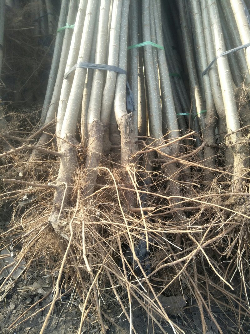 107速生杨树苗，苗木基地农户种植，无病虫害，量大优惠