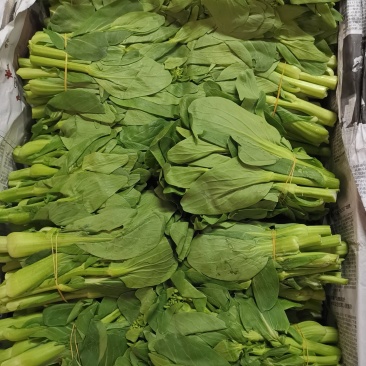 上海青苔，30斤一件