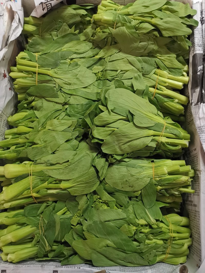 上海青苔，30斤一件