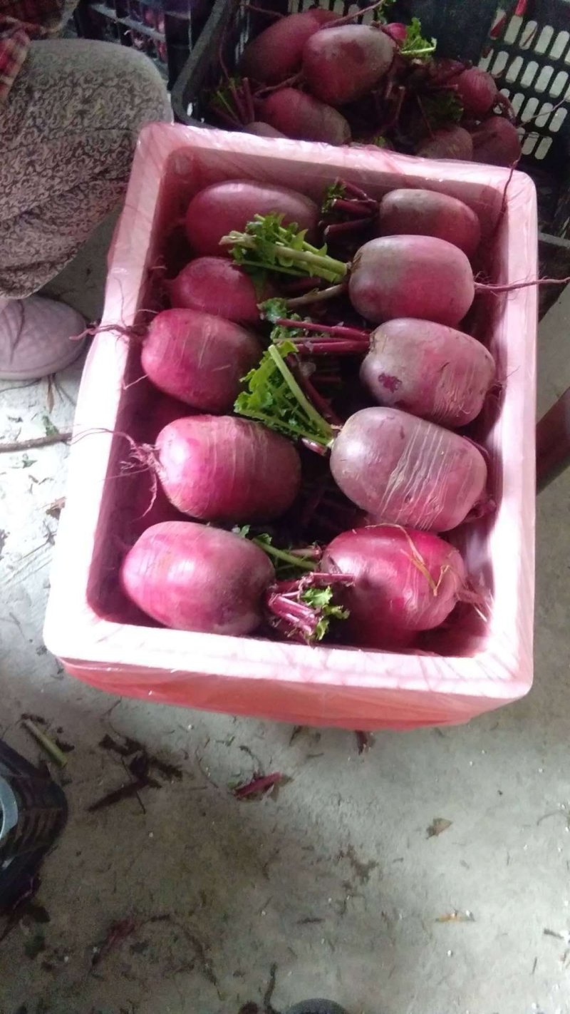 紫皮水果萝卜