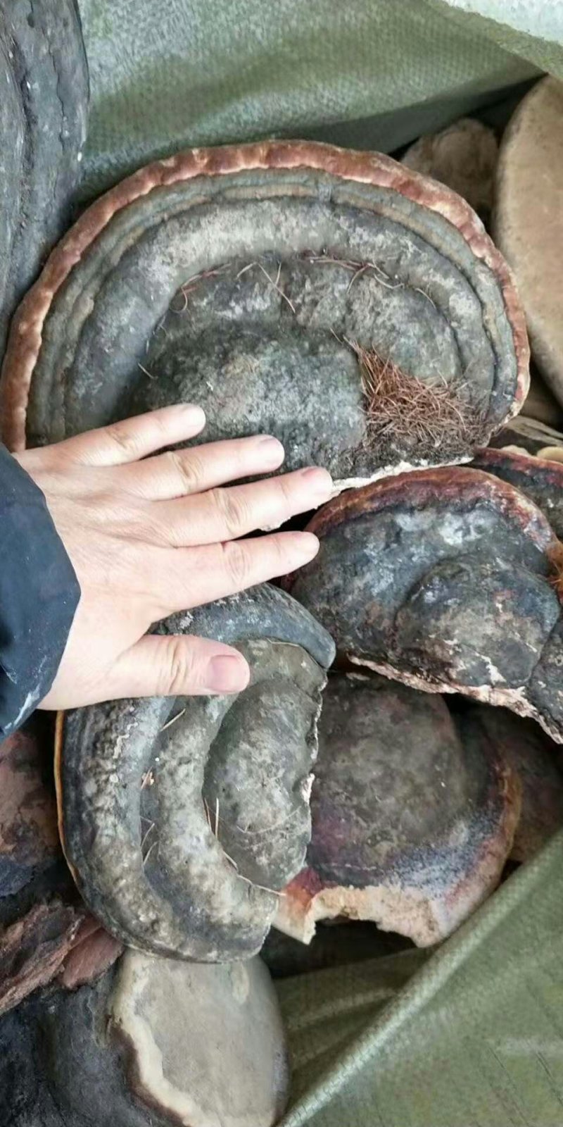 红边孔菌纯野生大山产品